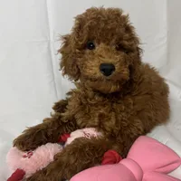Curly Goldendoodle 🐕, a female Goldendoodle and Miniature Goldendoodle for sale in Rancho Cucamonga, CA – 1 of 1