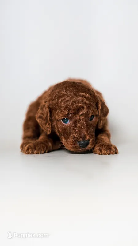 King Kerry RED FLUFFY PUPPY – Miniature Goldendoodle puppy for sale in Rancho Cucamonga, CA
