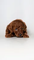King Kerry RED FLUFFY PUPPY, a male Miniature Goldendoodle for sale in Rancho Cucamonga, CA – 1 of 2