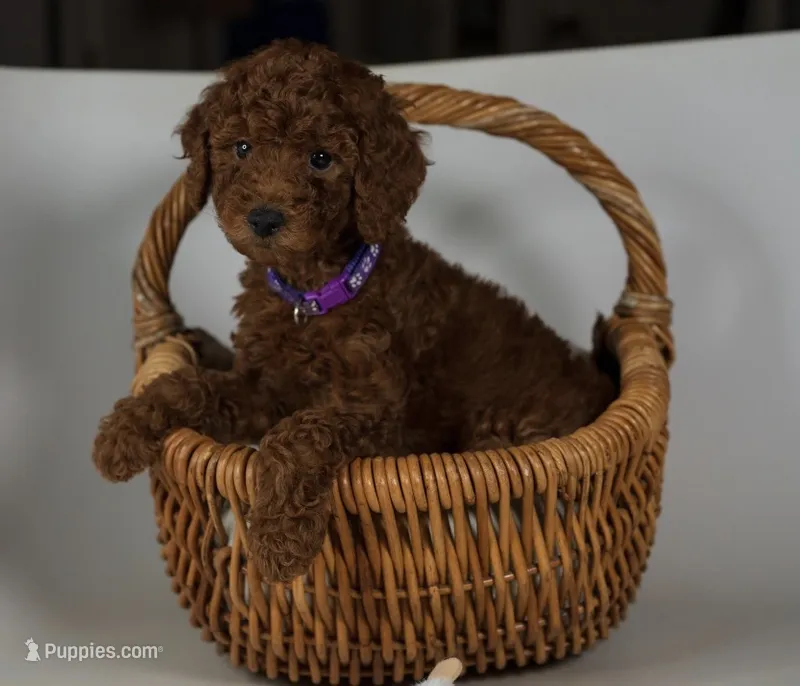 Dark red Mini Goldendoodle  – Miniature Goldendoodle puppy for sale in Rancho Cucamonga, CA