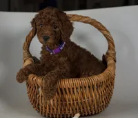 Dark red Mini Goldendoodle , a female Miniature Goldendoodle for sale in Rancho Cucamonga, CA – 1 of 2