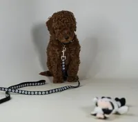 Mickey perfect family puppy dog, a male Miniature Goldendoodle for sale in Rancho Cucamonga, CA – 2 of 2