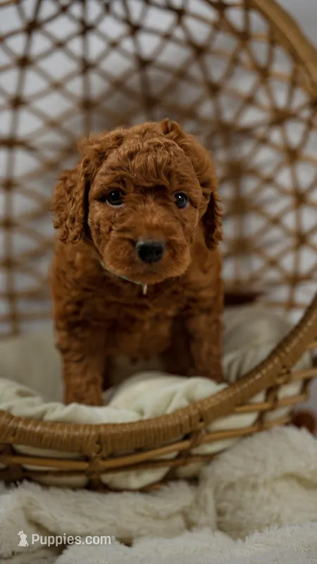 Fluffy hypoallergenic Teddy Bear goldendoodle