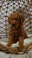 Fluffy hypoallergenic Teddy Bear goldendoodle, a male Miniature Goldendoodle for sale in Rancho Cucamonga, CA – Photo 2 of 2