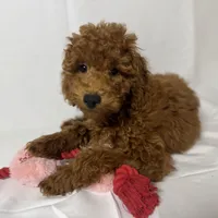 Poodle/Mini Doodle, a female Goldendoodle and Miniature Goldendoodle for sale in Rancho Cucamonga, CA – 1 of 1