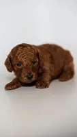 Butters Perfect Family Puppy, a female Miniature Goldendoodle for sale in Rancho Cucamonga, CA – 2 of 2