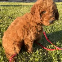 Violet, a female Goldendoodle and Miniature Goldendoodle for sale in Rancho Cucamonga, CA – Photo 1 of 2