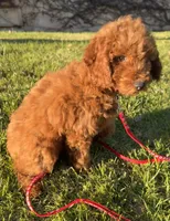 Violet, a female Goldendoodle and Miniature Goldendoodle for sale in Rancho Cucamonga, CA – Photo 1 of 2