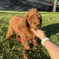 Violet, a female Goldendoodle and Miniature Goldendoodle for sale in Rancho Cucamonga, CA – Photo 2 of 2