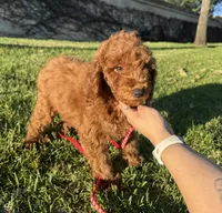 Violet, a female Goldendoodle and Miniature Goldendoodle for sale in Rancho Cucamonga, CA – Photo 2 of 2