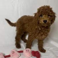 Teddy Bear Pup 🐶, a female Goldendoodle and Miniature Goldendoodle for sale in Rancho Cucamonga, CA – 1 of 1