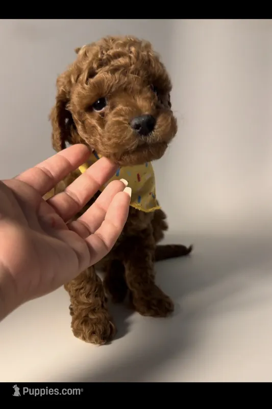 Red Curly Male Micro Mini Doodle – Miniature Goldendoodle puppy for sale in Rancho Cucamonga, CA