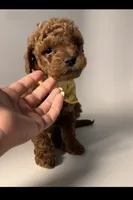 Red Curly Male Micro Mini Doodle, a male Miniature Goldendoodle for sale in Rancho Cucamonga, CA – 1 of 2