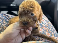 Fluffy family friendly Goldendoodle , a female Miniature Goldendoodle for sale in Rancho Cucamonga, CA – 2 of 3