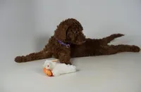 Dark red Mini Goldendoodle , a female Miniature Goldendoodle for sale in Rancho Cucamonga, CA – 2 of 2