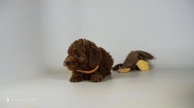 Venus micro mini Goldendoodle extra small – Miniature Goldendoodle puppy for sale in Rancho Cucamonga, CA