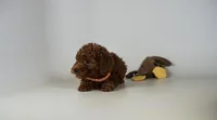 Venus micro mini Goldendoodle extra small, a female Miniature Goldendoodle for sale in Rancho Cucamonga, CA – 1 of 2