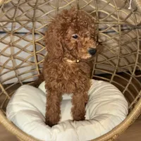 Miniature Doodle Pup, a female Goldendoodle and Miniature Goldendoodle for sale in Rancho Cucamonga, CA – 1 of 1