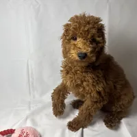 Biscuit, a female Miniature Goldendoodle for sale in Rancho Cucamonga, CA – 1 of 1