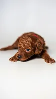 Lucky Female Kid friendly Goldendoodle , a female Miniature Goldendoodle for sale in Rancho Cucamonga, CA – 2 of 2