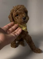Red Curly Male Micro Mini Doodle, a male Miniature Goldendoodle for sale in Rancho Cucamonga, CA – 2 of 2