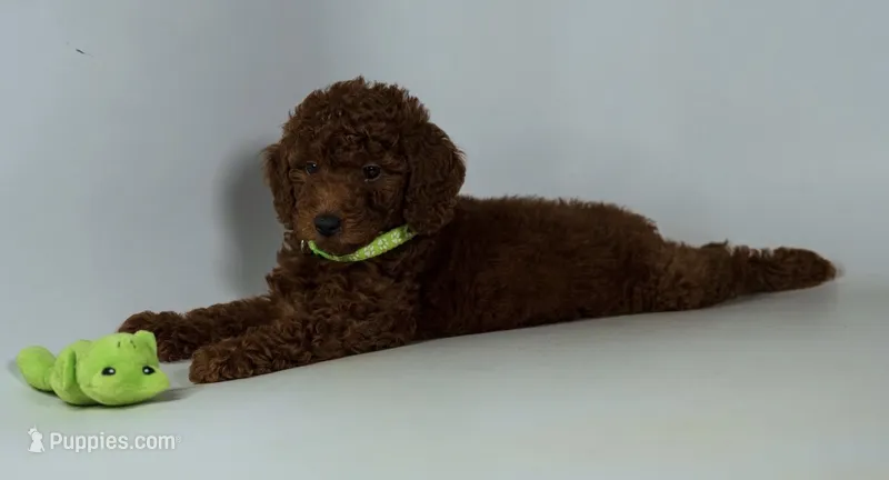 Beary petite puppy mini doodle – Miniature Goldendoodle puppy for sale in Rancho Cucamonga, CA