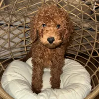 Child Friendly Pup 🐶, a female Goldendoodle and Miniature Goldendoodle for sale in Rancho Cucamonga, CA – 1 of 1