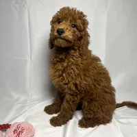 💜 Loving Doodle 💜, a female Goldendoodle and Miniature Goldendoodle for sale in Rancho Cucamonga, CA – 1 of 1