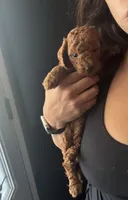 Roger Teddy Goldendoodle, a male Miniature Goldendoodle for sale in Rancho Cucamonga, CA – 2 of 2