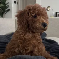 Non-Shedding Puppy, a male Goldendoodle and Miniature Goldendoodle for sale in Rancho Cucamonga, CA – 1 of 1