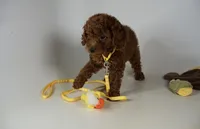 Darling Sweet female Goldendoodle wavy curly coat, a female Miniature Goldendoodle for sale in Rancho Cucamonga, CA – 2 of 2