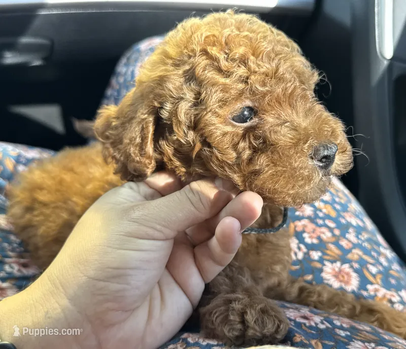 Fluffy family friendly Goldendoodle  – Miniature Goldendoodle puppy for sale in Rancho Cucamonga, CA