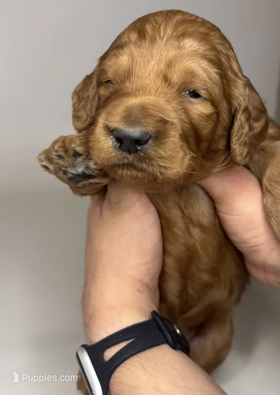 Mini Golden Puppy