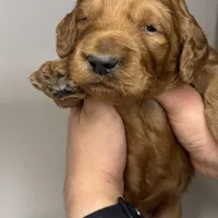 Mini Golden Puppy, a female Goldendoodle and Miniature Goldendoodle for sale in Rancho Cucamonga, CA – 1 of 1