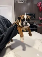 Prince, a male English Bulldog for sale in Petaluma, CA – Photo 1 of 4