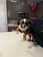 Prince, a male English Bulldog for sale in Petaluma, CA – Photo 4 of 4