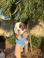 processed/7c0f21c5-a944-46c2-818a-2f6fd7211956/listing/f791c3fb-e618-4f77-a188-8c0b87d210a9/de3d2dbf-7659-4ea0-a95c-19387b6d973b