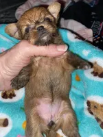 Minnie Cooper, a female Chihuahua and Yorkshire Terrier for sale in Shreveport, LA – 4 of 8