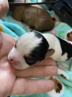 Luxury Betty, a female Chihuahua and Yorkshire Terrier for sale in Shreveport, LA – 4 of 5