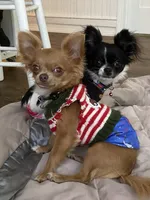 Jose’, a female Chihuahua for sale in Shreveport, LA – 8 of 9