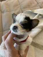 Luxury Betty, a female Chihuahua and Yorkshire Terrier for sale in Shreveport, LA – 1 of 5