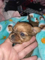 Minnie Cooper, a female Chihuahua and Yorkshire Terrier for sale in Shreveport, LA – 8 of 8