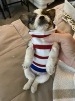 Sedan, a female Chihuahua and Yorkshire Terrier for sale in Shreveport, LA – 3 of 9
