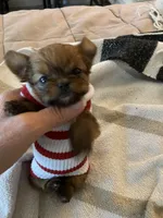 Minnie Cooper, a female Chihuahua and Yorkshire Terrier for sale in Shreveport, LA – 5 of 8