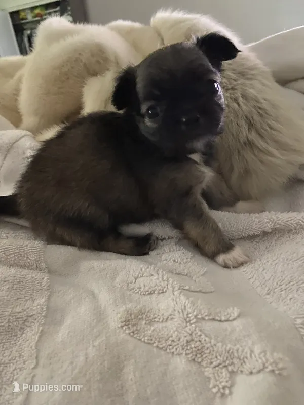 Jose’ – Chihuahua puppy for sale in Shreveport, LA