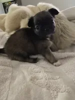 Jose’, a female Chihuahua for sale in Shreveport, LA – 1 of 9
