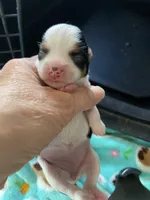 Luxury Betty, a female Chihuahua and Yorkshire Terrier for sale in Shreveport, LA – 5 of 5