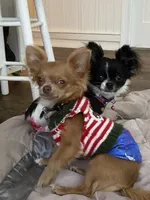 Josie, a female Chihuahua for sale in Shreveport, LA – 6 of 7