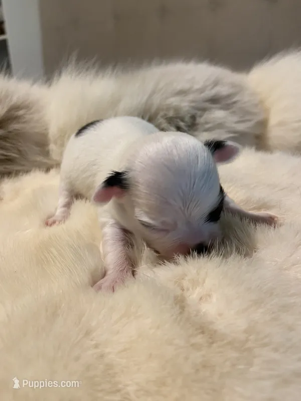 Milkdud – Chihuahua puppy for sale in Shreveport, LA