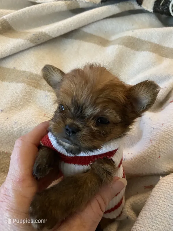 Minnie Cooper – Chihuahua, Yorkshire Terrier puppy for sale in Shreveport, LA